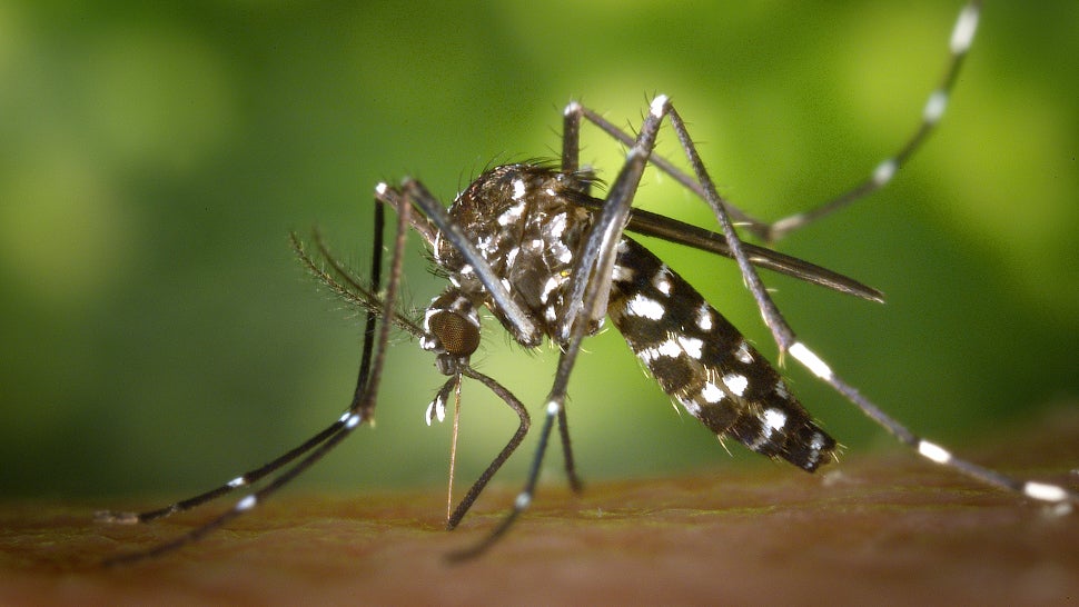 Mayor: State of emergency for Big Island dengue outbreak