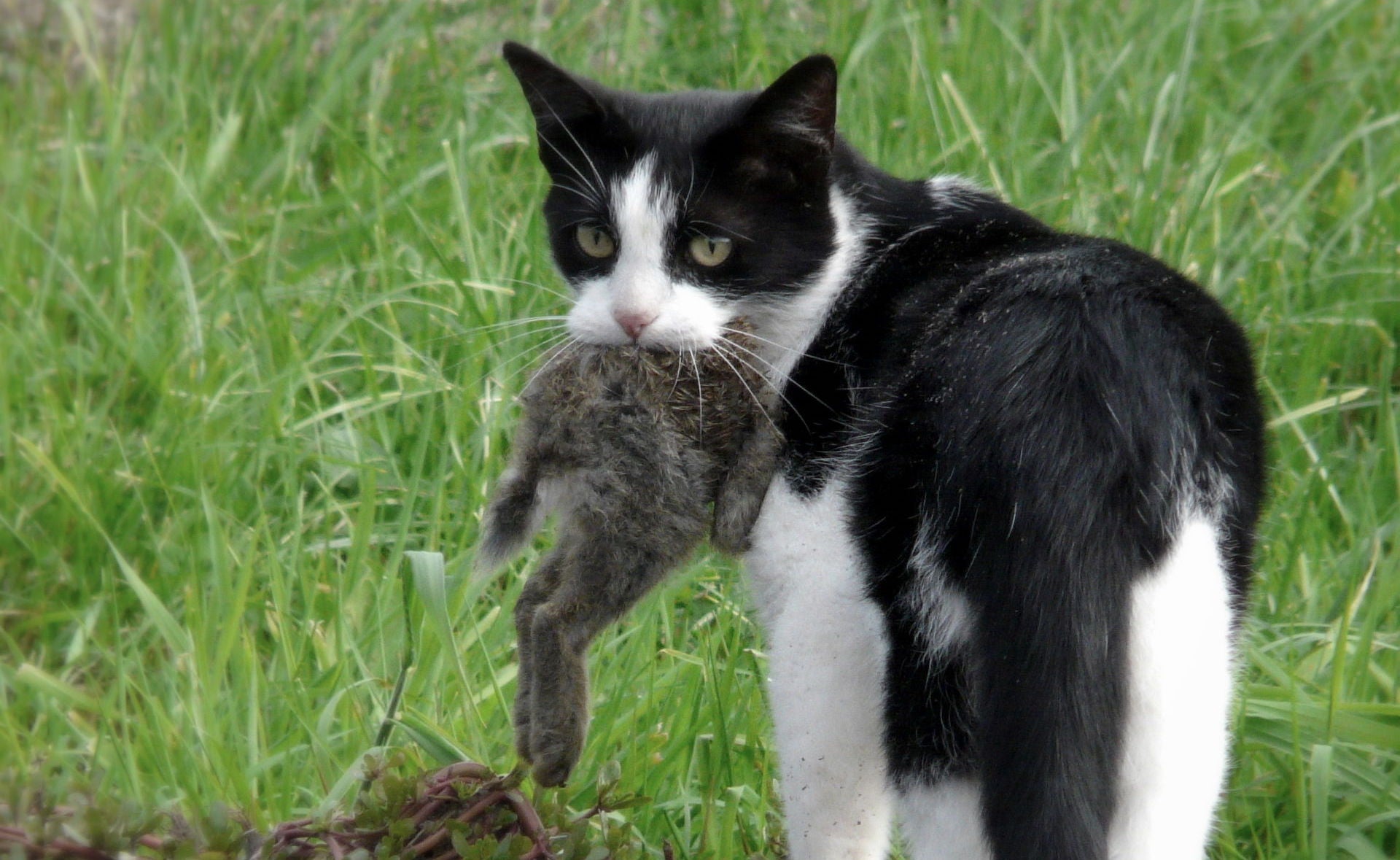 Australian Researchers Say Feral Cats Are An Ecological Disaster Gizmodo Australia