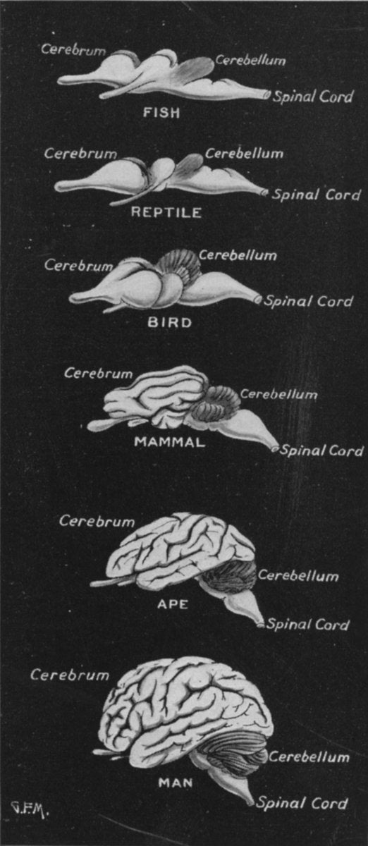 how-did-brains-evolve-gizmodo-australia