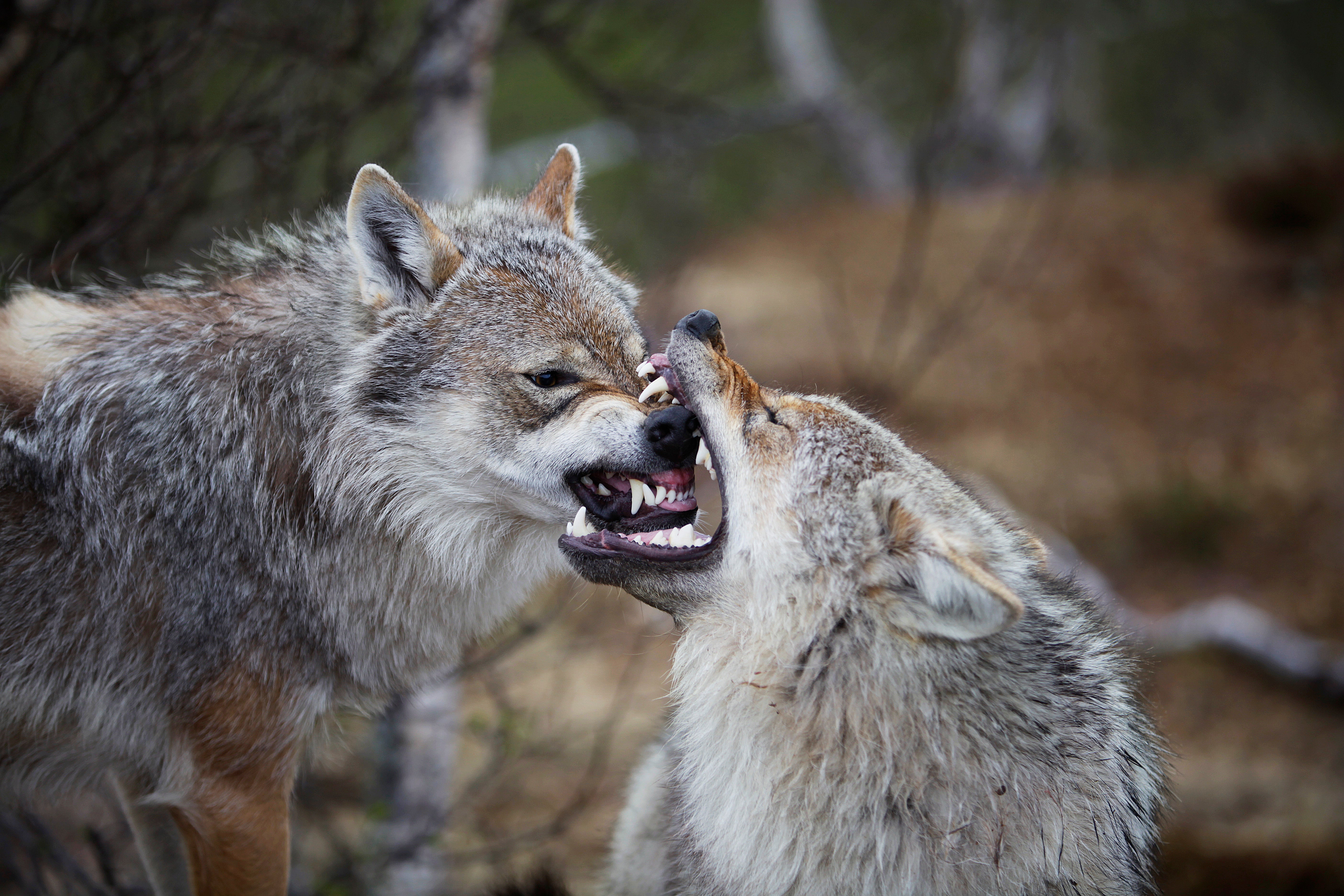 australian predators