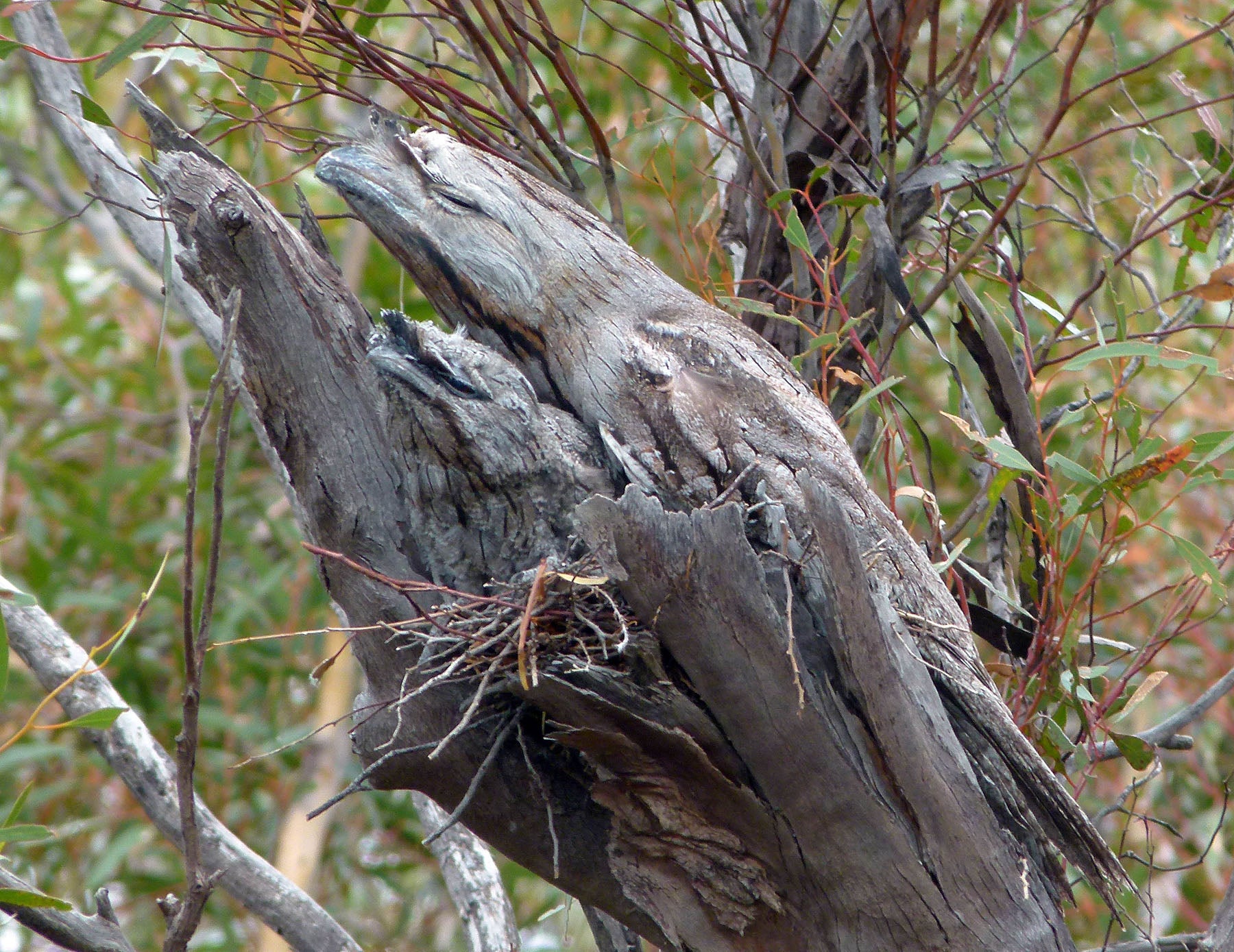 can-you-detect-the-stealth-animals-hiding-in-all-these-pictures