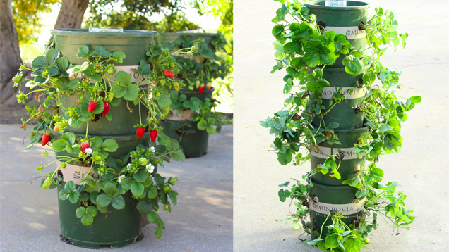 Make A Strawberry Tower With Built-In Water Reservoir | Lifehacker