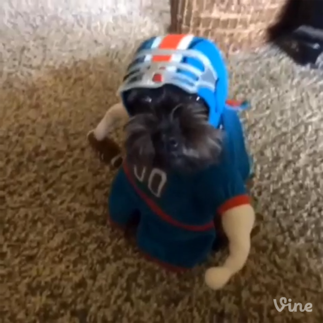 I Can&#39;t Stop Watching This Dog Run Around In A Football Costume