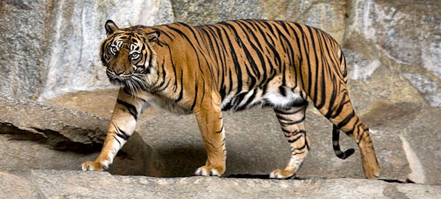 10 animals that might become extinct in the next 10 years