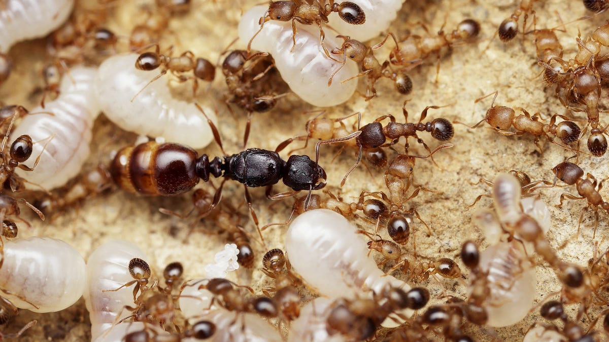 Laid Back Ant Colony Refers To Queen As Judy