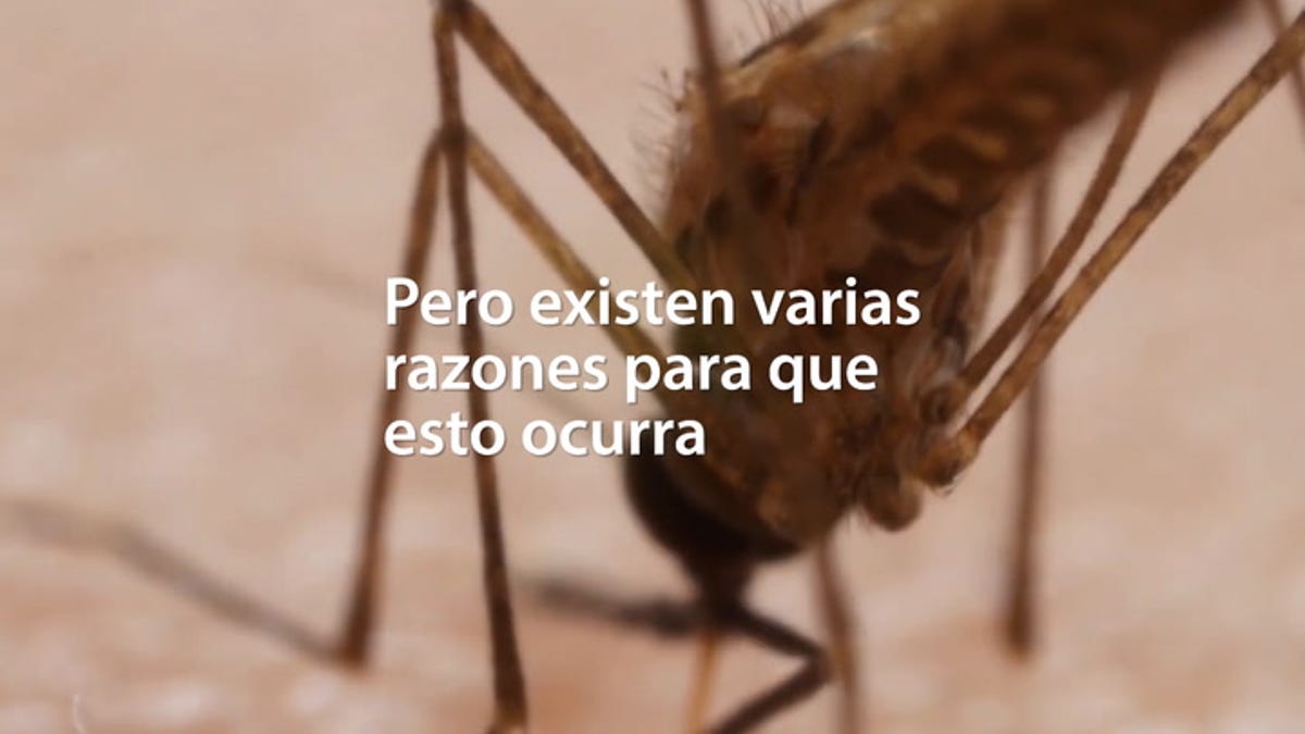 El mito de la sangre dulce por qué los mosquitos pican a unas personas