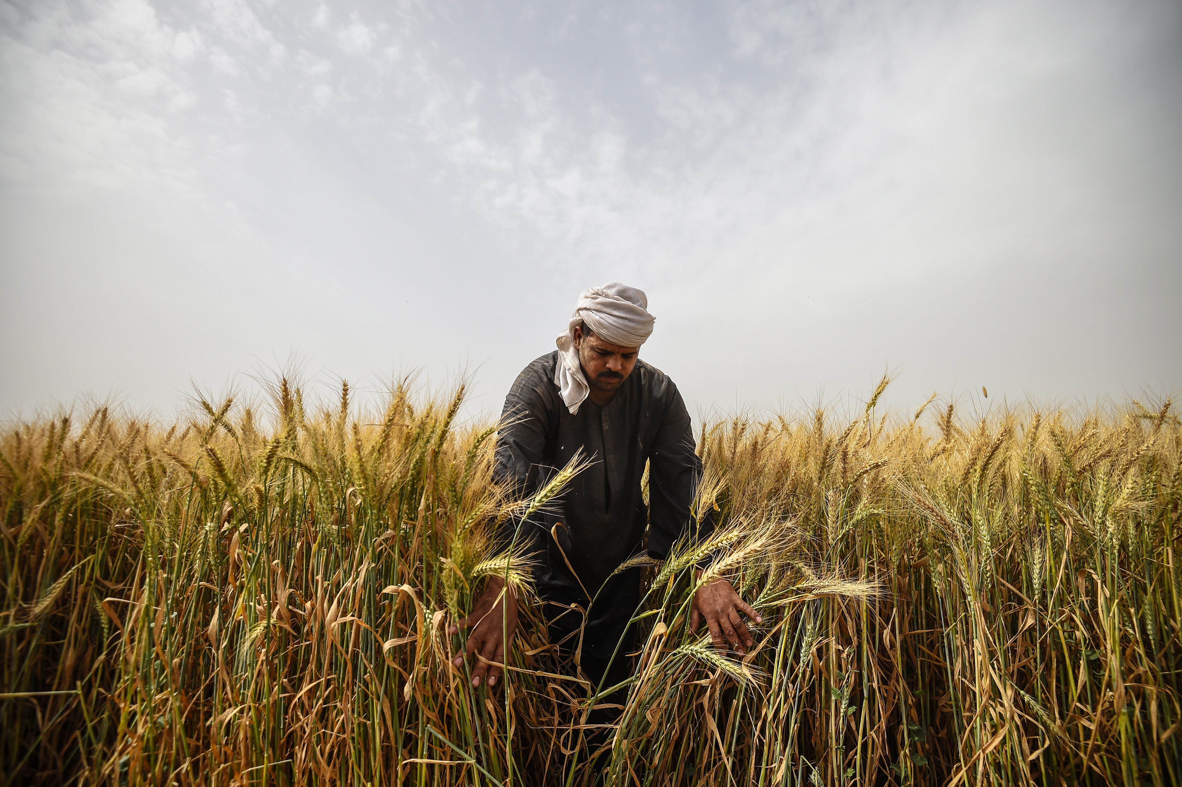 Agriculture trade. Пшеница в Египте. Алжир пшеница. Египет, пшеница и война в Украине. Сбор зерна в древности.