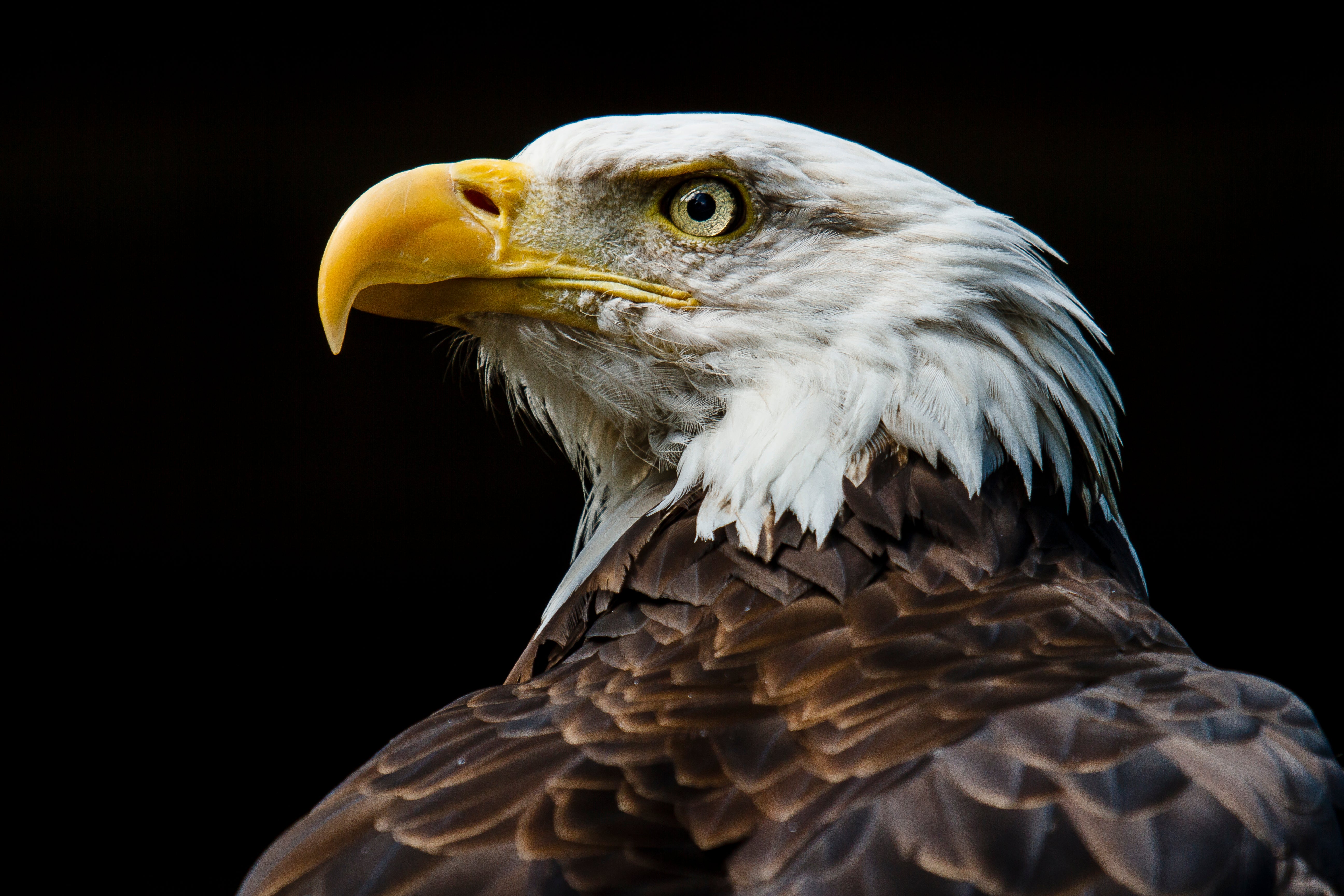 Surging Bird Flu Cases in the U.S. Have Come for the Bald Eagle