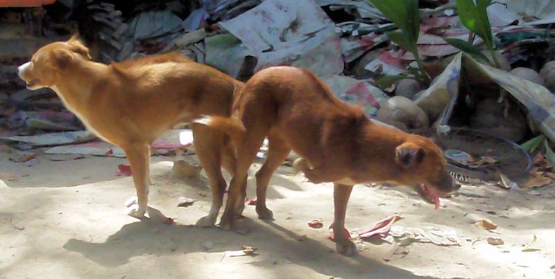 Huge Dog Knot