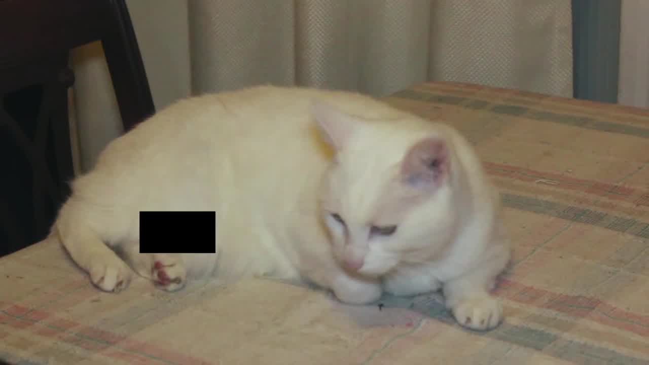 We Censored This Catâ€™s Penis To Prove A Point