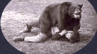 bear wrestling