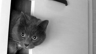 Build A Concealed And Vented Cat Box For Odor Free Litter