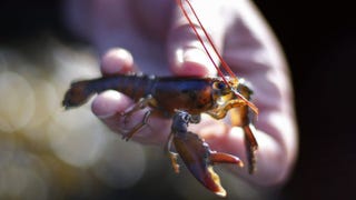 Lobsters feel pain. Our laws need to protect them