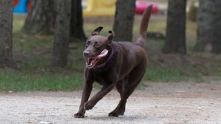 Demand For Chocolate Labs Is Making Them Sick And Prone To Early Death