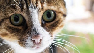 How To Get Your Cat To Stop Meowing At Your Door At Night