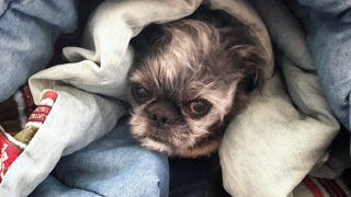 Sleeping Under The Covers Won T Suffocate Your Dog
