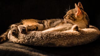 Remove Pet Hair From Fabrics Using Your Dryer