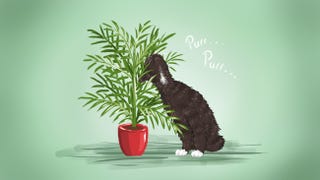 The Best Low Maintenance Pet Friendly Houseplants