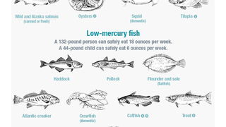Seafood Mercury Chart