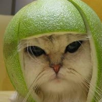 katmelon