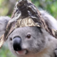 koalateacontrail