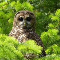 owlislost