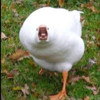theduckduck