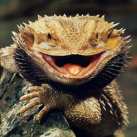 usurpingreptile