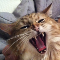 samanthajkitty