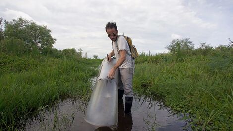 Una nueva especie de mosquito ha invadido Florida