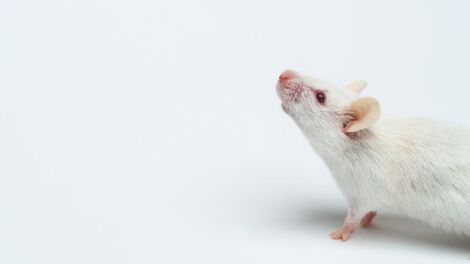 Un estudio encuentra que un medicamento existente para la esclerosis múltiple también podría ser útil para el Alzheimer