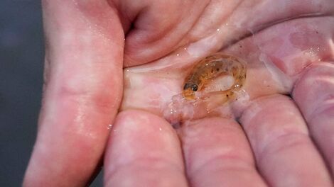 Un pequeño pez finalmente regresa a su lugar de origen después de 50 años