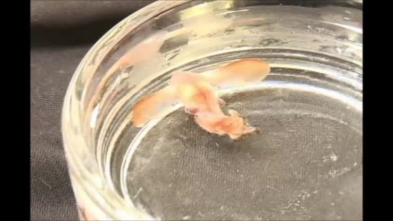 Our First Look At An Adorable Baby Dumbo Octopus
