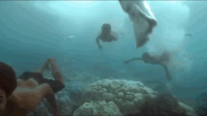 Miembro viril del delfin