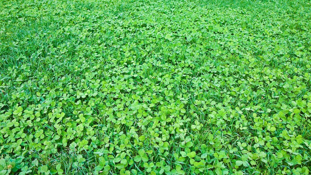 Grow a Clover Lawn That You Barely Have to Mow