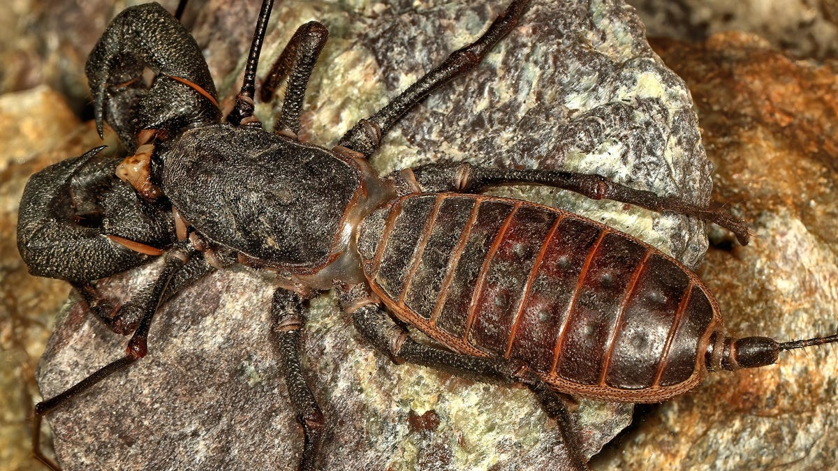 'Acid-Spitting Land Lobsters' and 12 Other Terrifying, Weird, Amazing Creatures