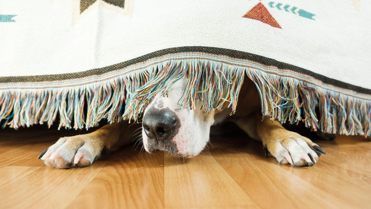 How Movies Can Keep Your Dog From Panicking About Fireworks