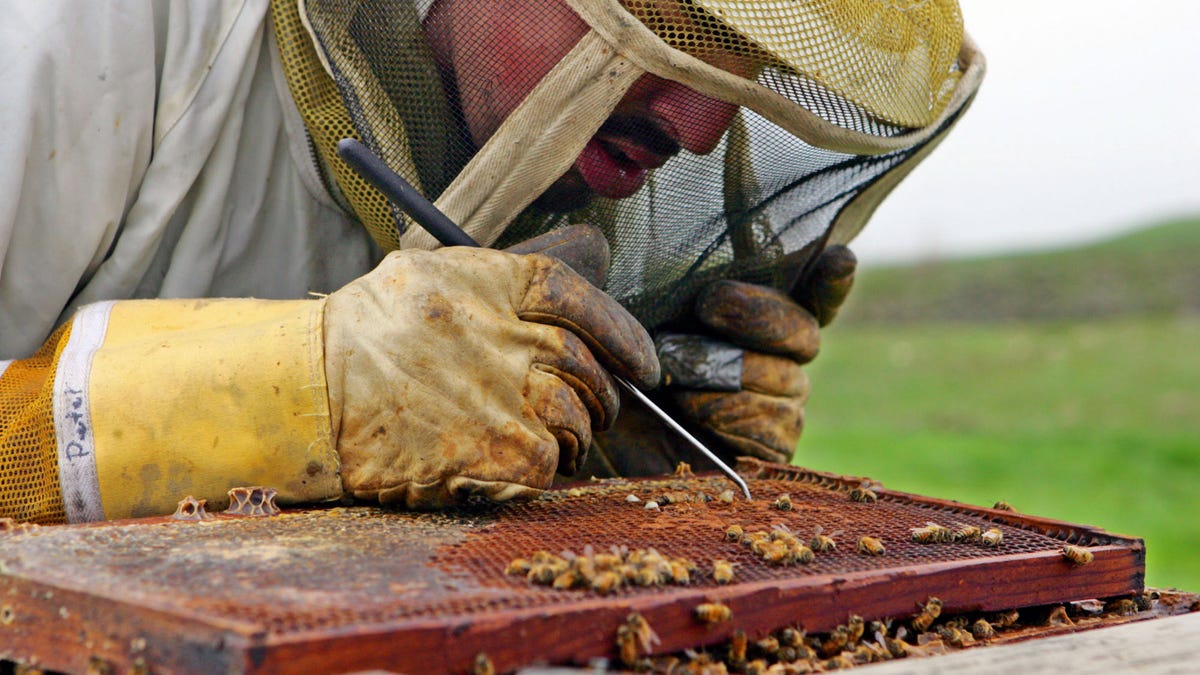 Scientists discover what’s killing the bees and it’s worse than you thought