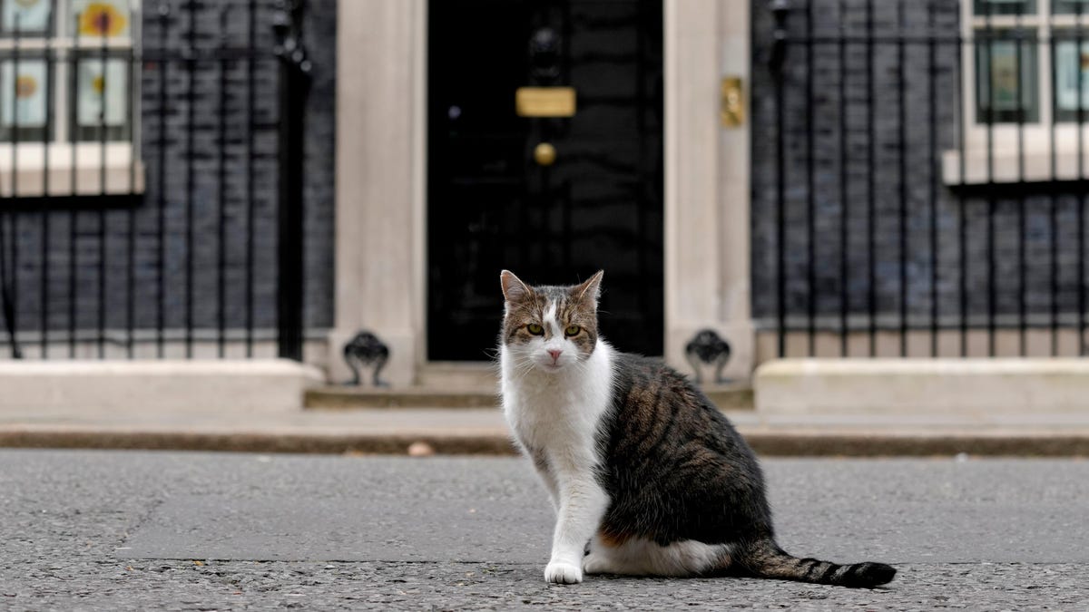 This Cat's Fake Twitter Has No Patience For Boris During PM's Series of Scandals