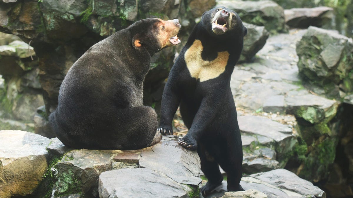 Chinese Zoo Insists Its Bear Is Not Just a Human in a Costume