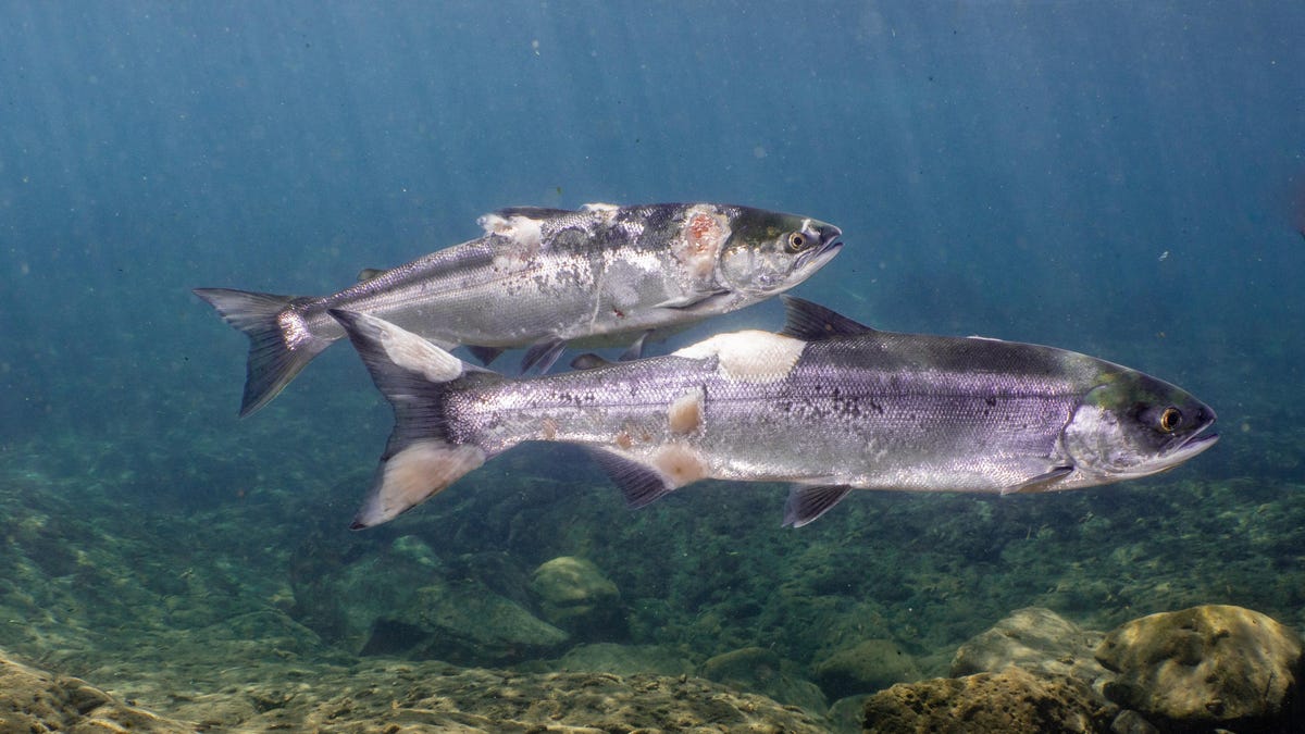 Gross, Sad Things Happening to Pacific Northwest Salmon Due to Heat Wave
