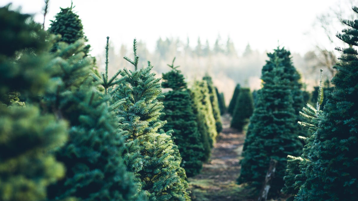 The Most Smelly Types of Living Christmas Trees
