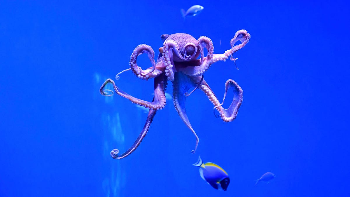 Octopuses, Crabs, and Lobsters are Sentient Beings, Says Updated UK Law