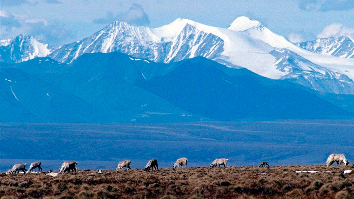 Biden administration cancels remaining oil and gas leases in Alaska's Arctic Refuge