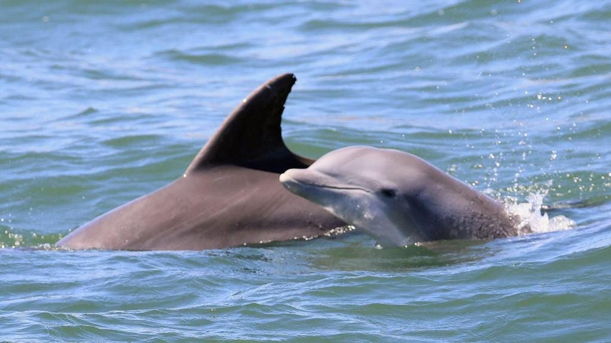 Rusia duplica los corrales de soldados delfines en Crimea