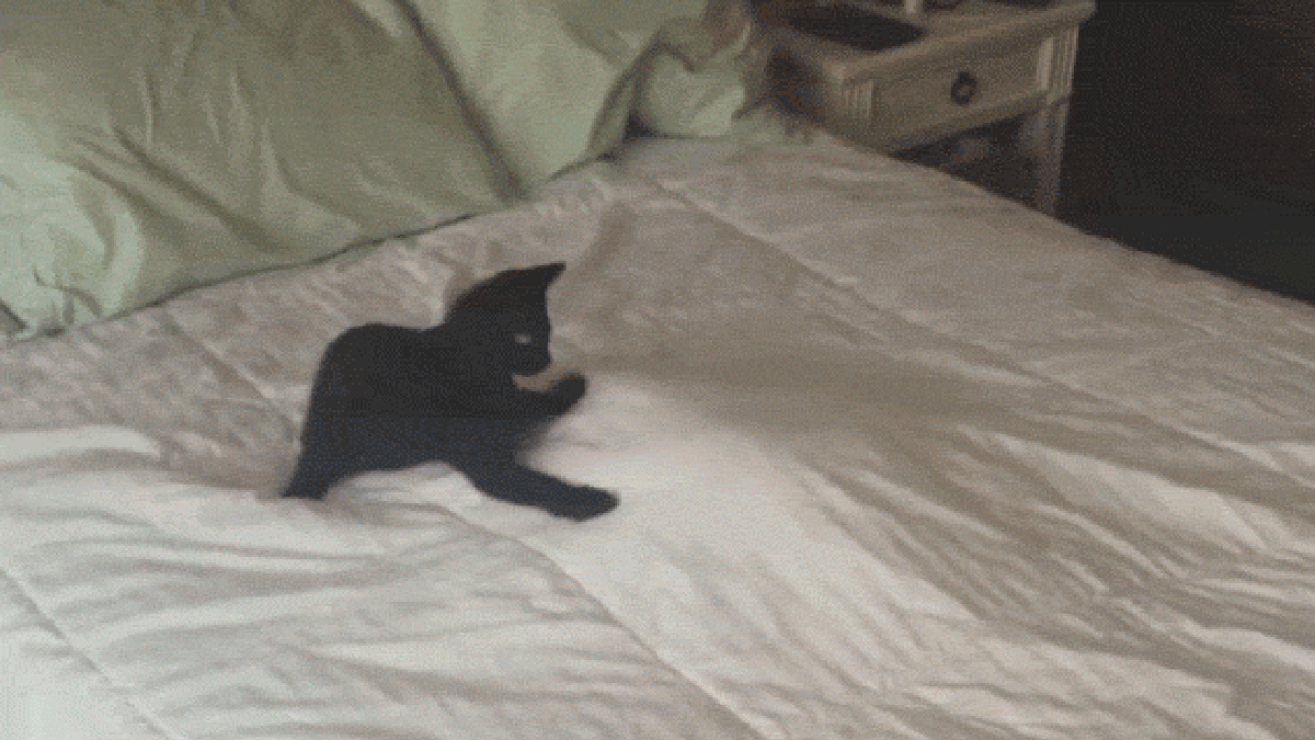 It Wasn T Just Clickbait Cat Videos Might Actually Be Good For You