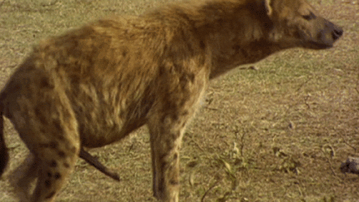 Anatomically Correct Yiff Cub Pussy - Introducing the Pseudopenis, or Why Female Hyenas Are ...