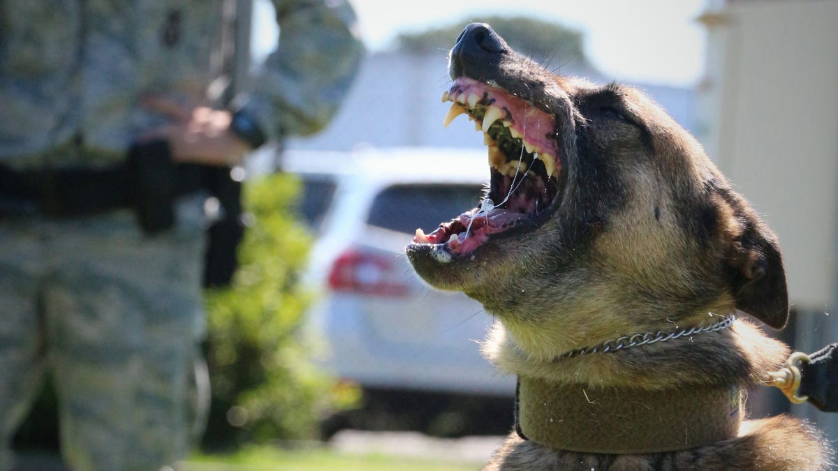 What It S Like To Be Attacked By An Attack Dog