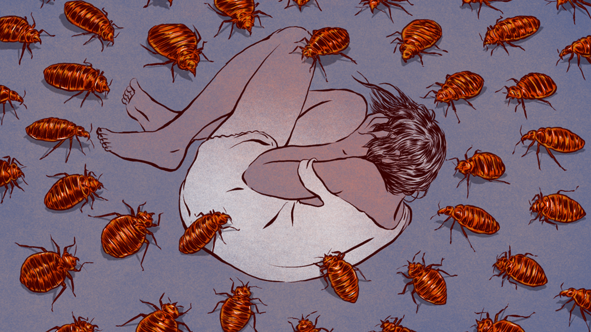 Bedbugs irritate, certainly: they bite your... obsessions, nightmares, bedb...