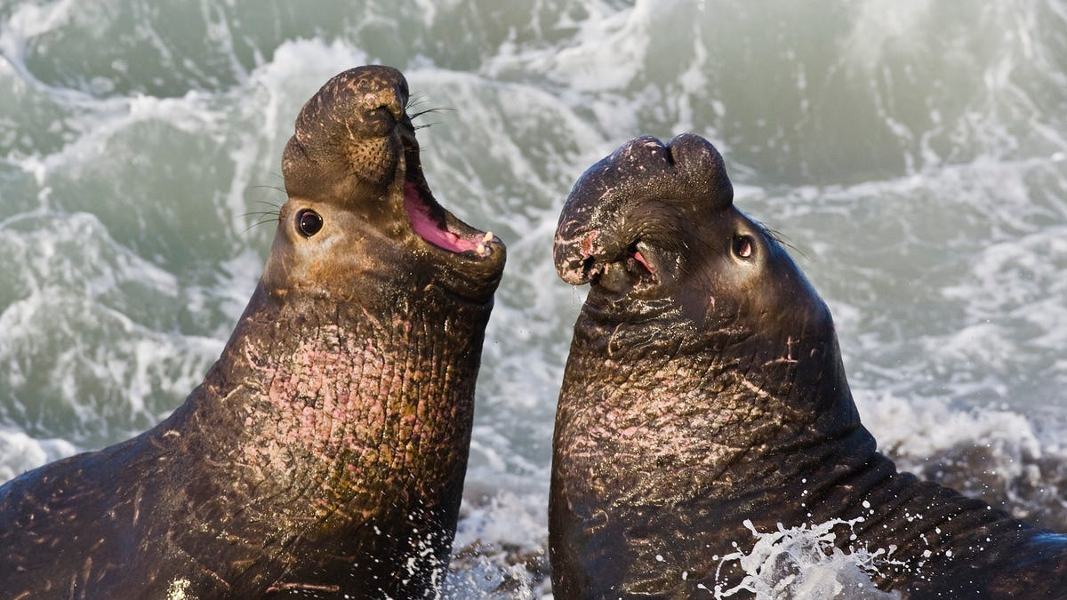 Вы не поверите, как тюлени спят под водой